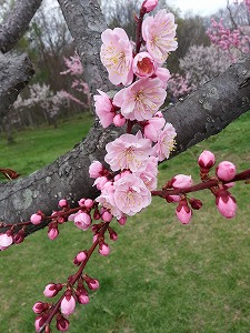 平岡公園の梅まつり