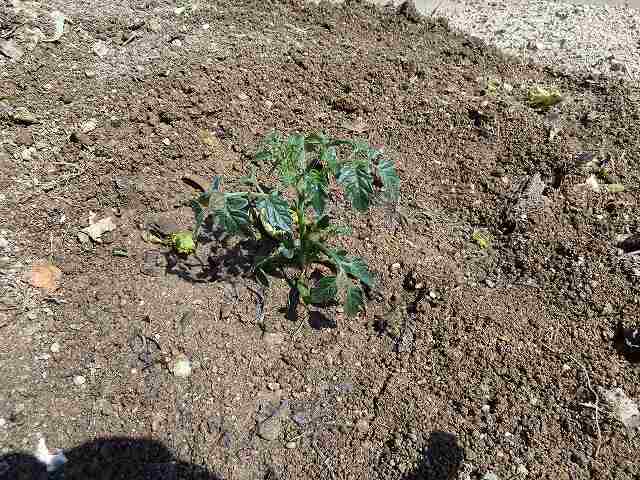 茄子とプチトマトを植えました　平成24年4月5日