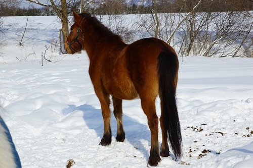 Indigenous horses of Japan