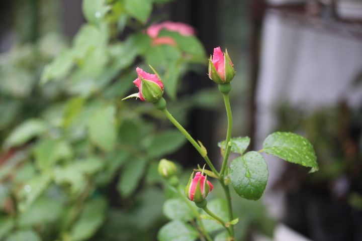 クロードモネとエーデルワイス Searching My Garden 楽天ブログ