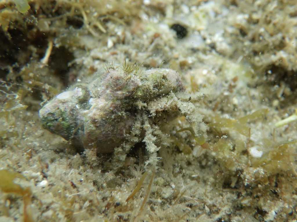 串本磯採集2023年7月上旬47　Diogenes pallescens