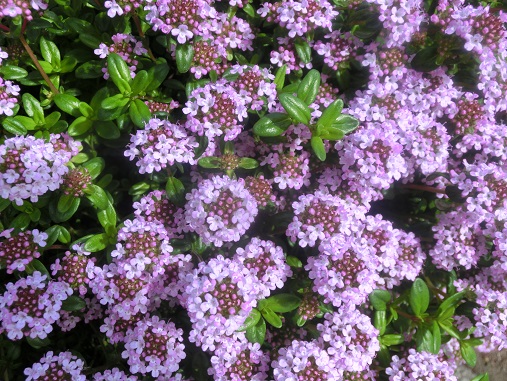 タイムの花