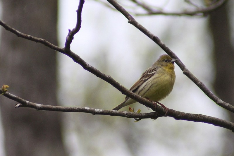 IMG_7463 (800x533).jpg