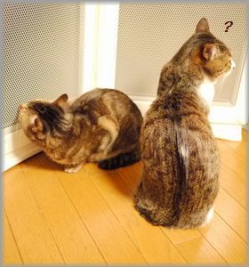 こりゃ～あったかいわ