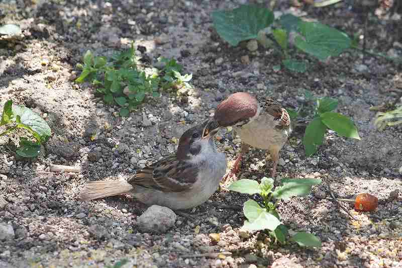 IMG_1004 (800x533).jpg