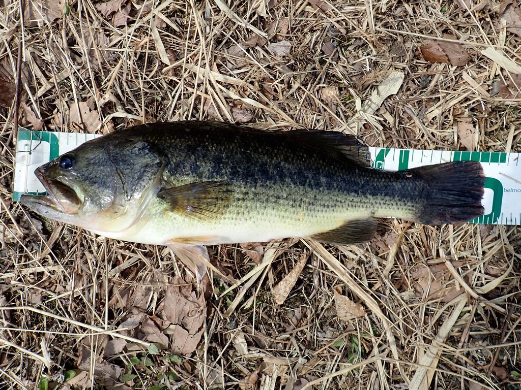 ラージマウスバス50cm 大物の立会人 だけど釣れない Saltyfish 楽天ブログ