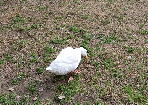 DSC_0018.JPG