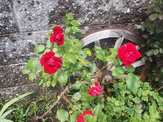 P6230569_R.JPG