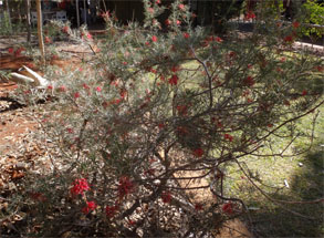 OZ739.jpg