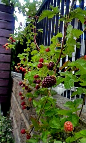 rblog-20160608181541-01.jpg