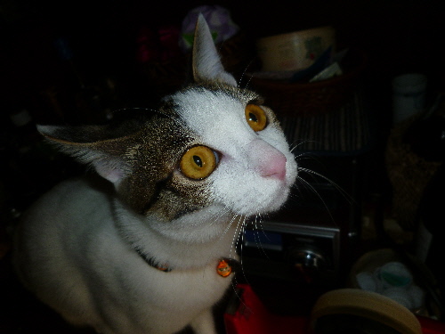 P1140504(1).JPG