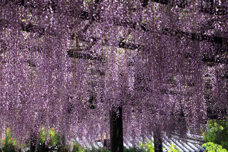 葛井寺の藤_004.jpg