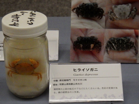 大阪市立自然史博物館2017年7月中旬29　イソガニ（Hemigrapsus sanguineus）