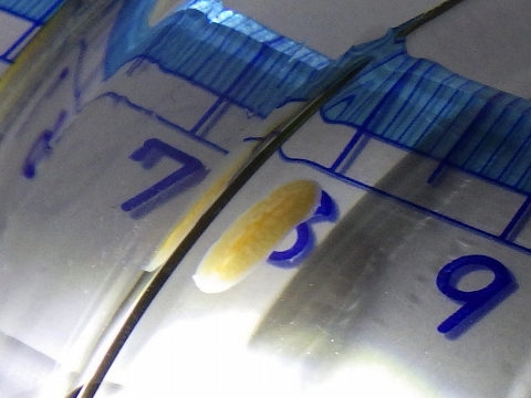 ヒラムシ3　水深350mの沈木の生体　熊野灘