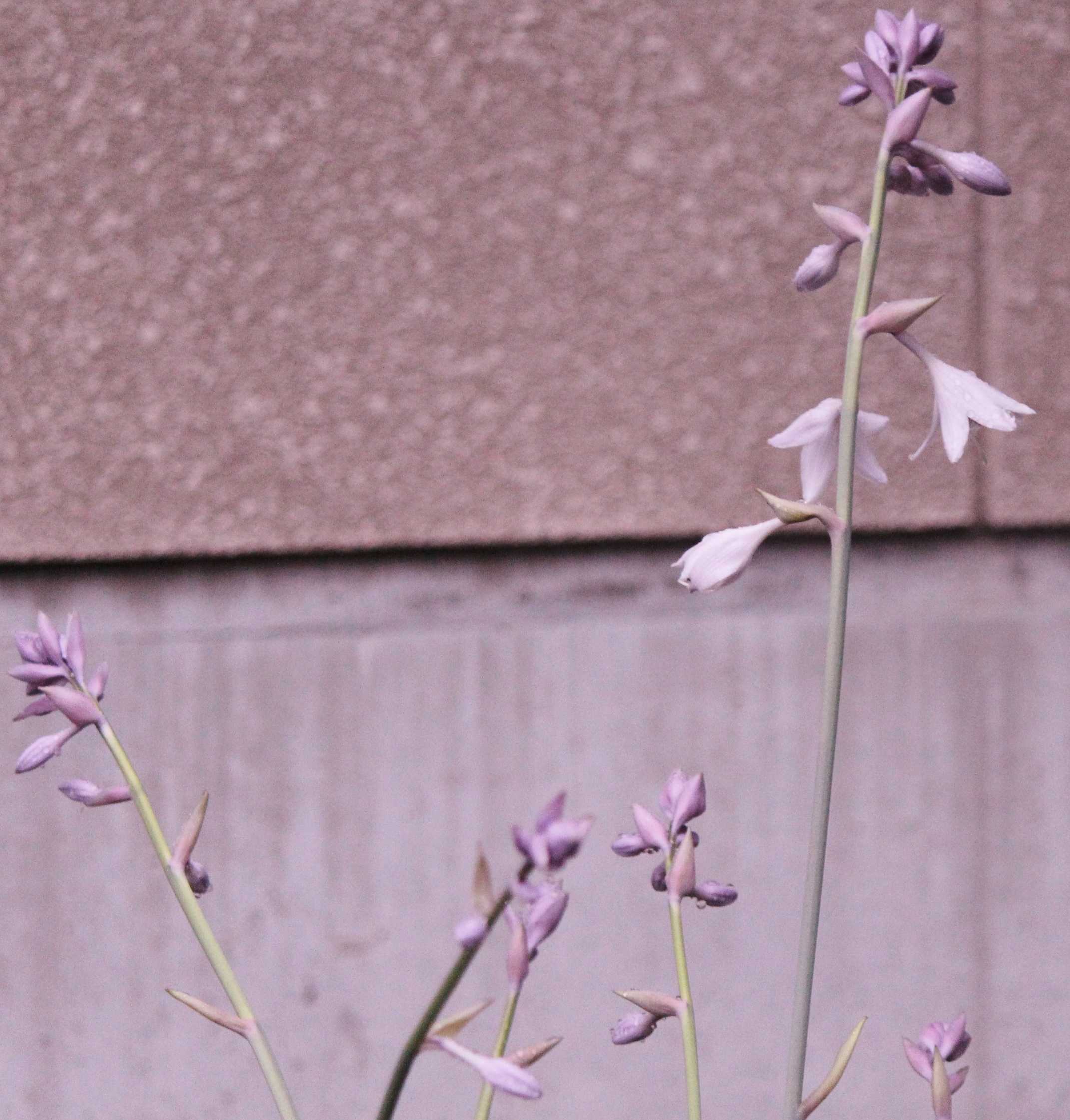 植物 の記事一覧 つれづれ日記 楽天ブログ