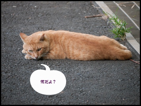 ネコ