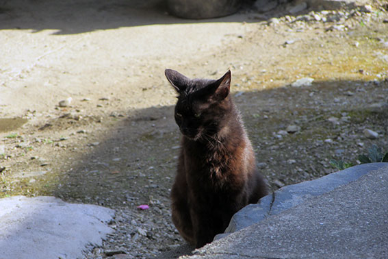 我が家のニャンコ♪2015/5/15-4