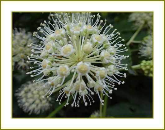 令和元年12月11日 八手の花てんてん手鞠玩ぶ 花の歳時記 天南星の魅力 山野草 楽天ブログ
