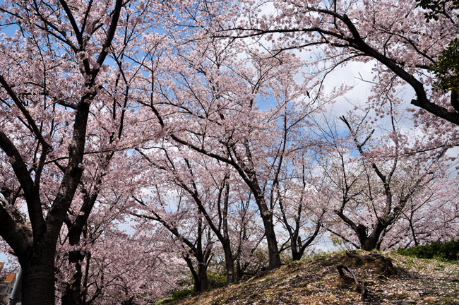 桜1