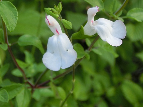 チェリーセージ