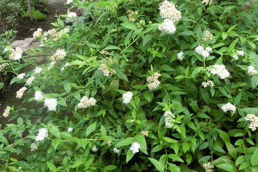 シロバナシモツケ