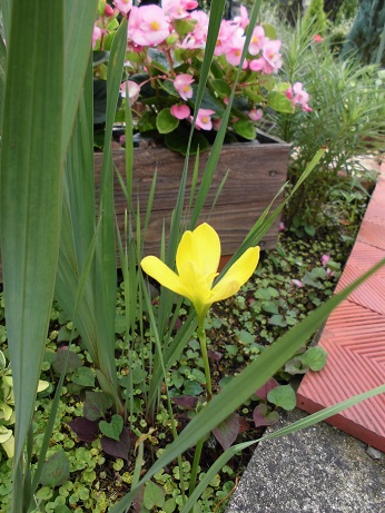 ゼフィランサス黄色