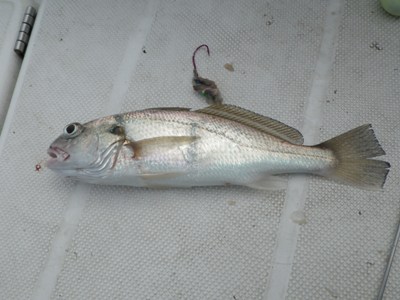IMGP5025.JPG