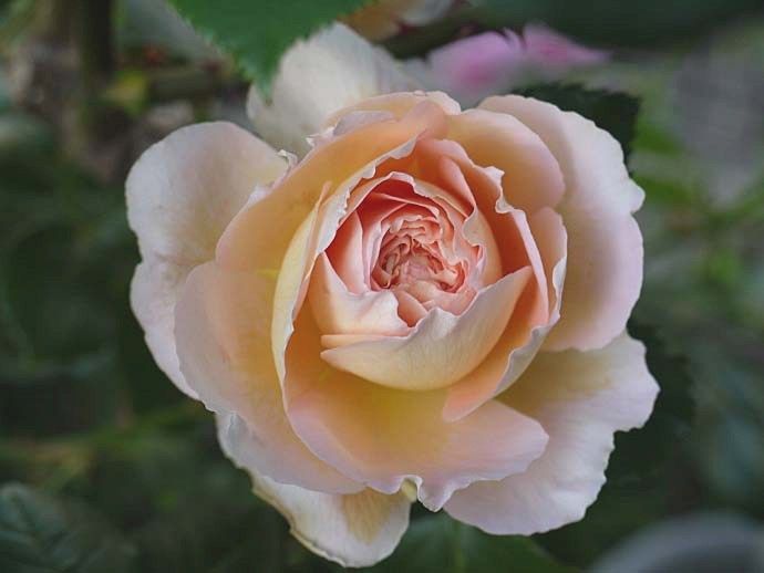 バラで小さな庭づくり バラの開花 12品種44 55番目 庭は夏模様
