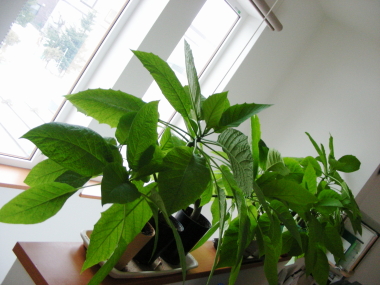 2017-03-30enzel (1).JPG