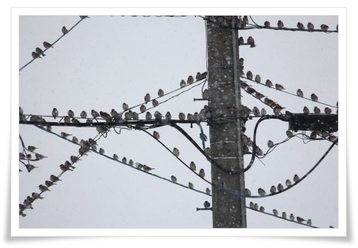 スズメの大群-3 14.2.5