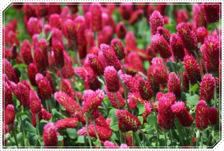 能美市石子町-7 クリムソンクローバー-1 13.5.18