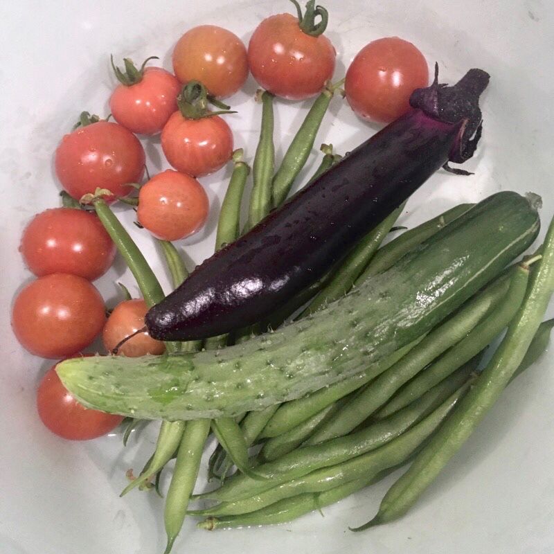 28ページ目の記事一覧 ちょびの一坪菜園 楽天ブログ