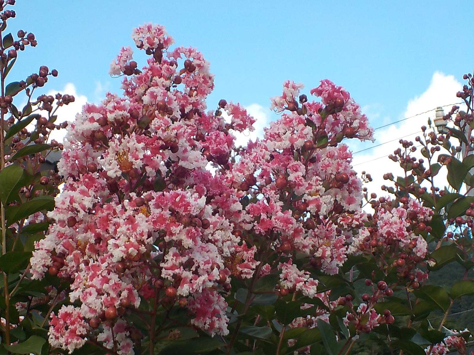 サルスベリの花 184 | 尾鷲市賀田町とちもちのブログ - 楽天ブログ