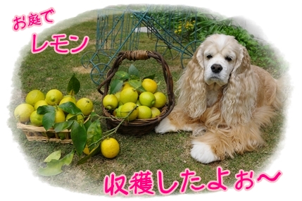 お庭でレモン収穫.JPG