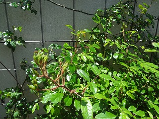 DSC03920.jpg