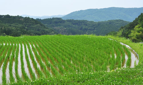 棚田3