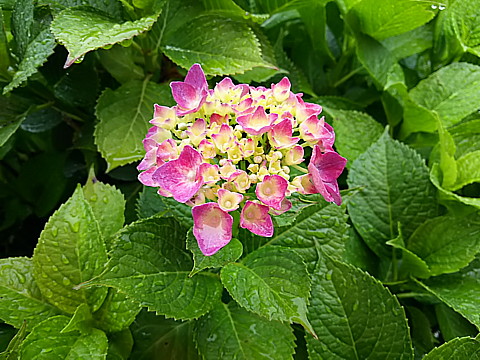 DSC_3824.jpg
