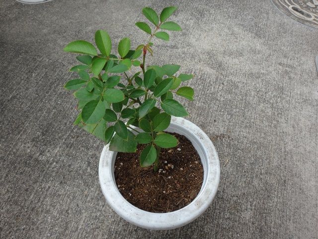 切り花 挿し木の成長記録 1025 週末の庭いじり 楽天ブログ