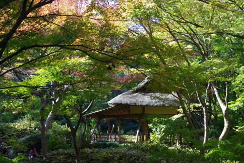 六義園の紅葉