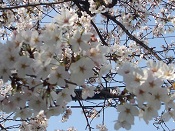 2015年3月31日小学校の桜