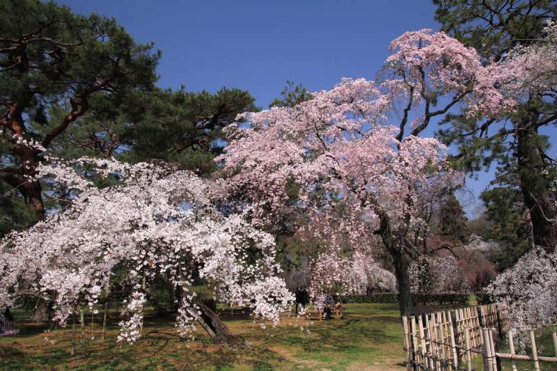 京都御苑_002.jpg