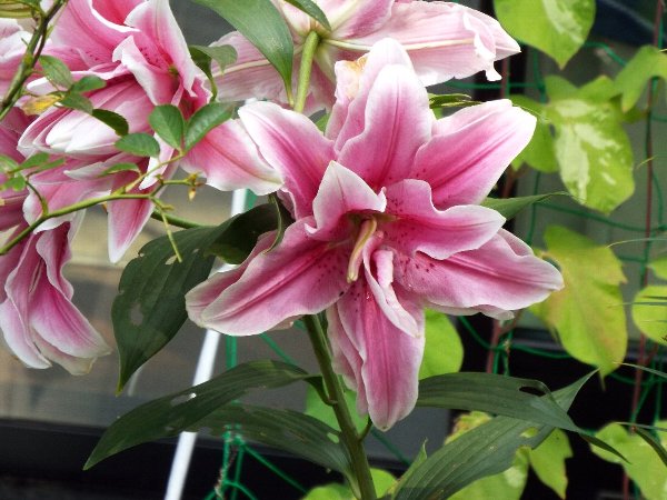 7-19 yuri-beronika-b.jpg