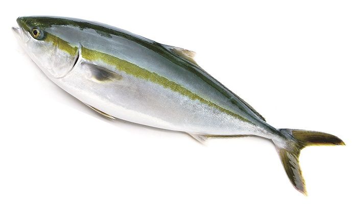 祝 誕生10周年 瀬戸内の恵み オリーブハマチ うどん県それだけじゃない香川県ブログ 楽天ブログ