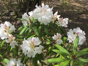 花１６シャクナゲ.jpg