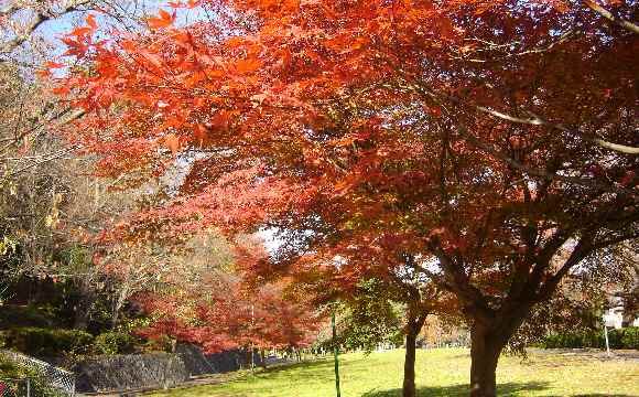 公園の秋６.JPG