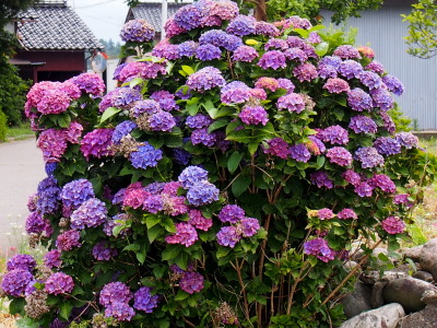 紫陽花　6.19　2016　ｐ