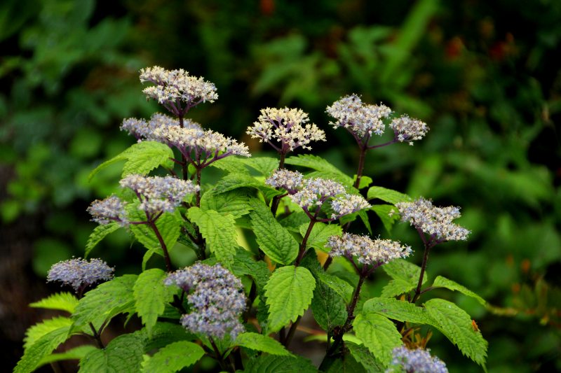 六甲山高山植物園花色々_03.jpg