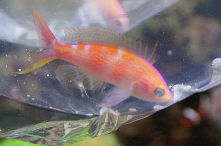 2015_0220ｱｻﾋﾊﾅｺﾞｲ大0001.JPG