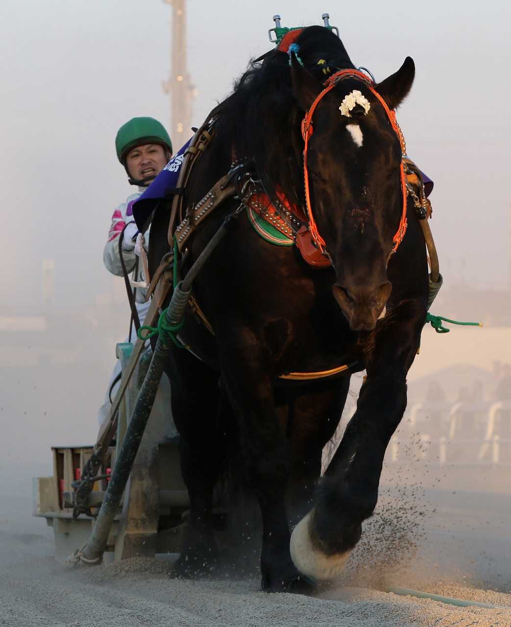 オレノココロ逝く | 地方競馬の楽天競馬｜日替わりライターブログ