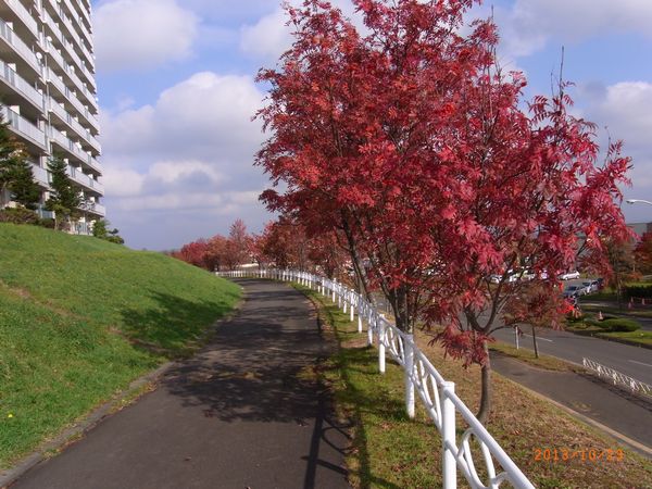 １０／２３ナナカマドの散歩道.jpg